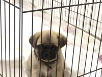 Dişi Pug Yavru Köpeğimiz