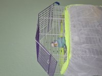 Yavru Muhabbet Kuşu Maviş