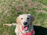 8 Aylık Dişi Baby Face Golden Retriever