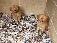 A kalite maltipoo yavrularımız