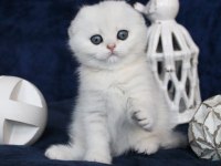 Mavi Boncuğumuz Silver Scottish Fold Shorthair 