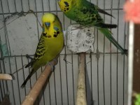 Jumbo muhabbet kuşu