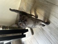 Safkan scottish fold 2 aylık erkek