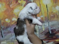 Dişi shih tzu bebeklerim