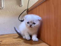 Scottish british blue point yavrular