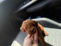 KORE KAN RED TOY POODLE YAVRULARIM
