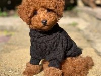 TOY POODLE KÖPEKLER MERSİN