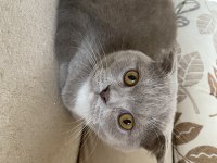 6 aylık dişi oyun delisi scottish fold