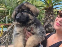 K9 Çiftliğinden Alman Kurdu Yavruları 