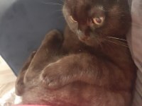 Scottish fold gecemiz yeni evini arıyor
