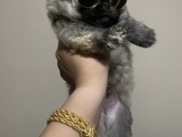 Pomeranian Erkek Prens