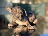 Güzeller güzeli merle ve blue fawn french bulldog yavrular