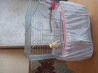 KONUŞAN EĞİTİMLİ SULTAN PAPAĞANI