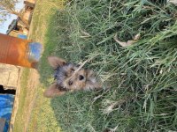 İpek sağlık garantili yorkshire terrier yavrular