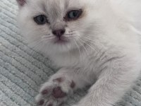 British shorthair blue point yavru kedim
