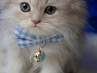 Safkan Blue Golden British Bebek