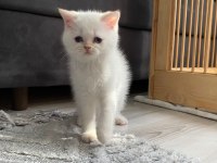 Maviş gözlü british shorthair kızlarım