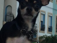 7 aylık chihuahua erkek küçük ırk siyah renk