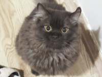 Nadir bulunan kedi türü chocolate british longhair
