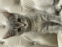 Sahiplendirme british shorthair