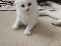 Köpük balım scottish fold