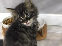 3 TANE TEKİR KEDİMİZ İÇİN YUVA ARIYORUZ