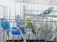Yavru ve yetişkin muhabbet kuşu