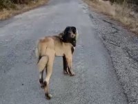 Panter soyu kangal dişi