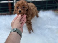 Petmode köpek çiftliğinden kore toy poodle