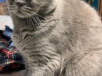 Erkek 1.5 yaşında kısırlaştırılmamış scottish fold