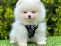 Sevimli Pomeranian Boo Yavrularımız