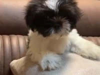 3 Aylık Dişi Shih Tzu (Mersin)