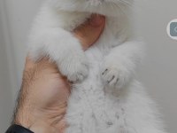 British shorthair kedisi