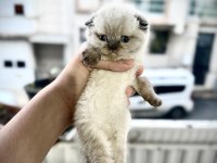 Scottish fold cinsi kedilerimi sahiplendirmek istiyorum