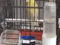Kanarya ve kafes çeşitleri