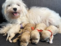 En Küçük Maltipoo (Kore)