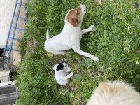 Korsan 8 aylık dişi jack russell