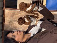 Kore poodle yavrularımız 