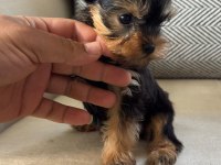Yorkshire Terrier Yavru Köpeklerimiz