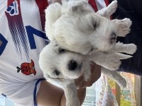 40 günlük sıfır numara terrier