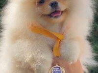 Fcı Export sçr li pomeranian yavrular petmode den