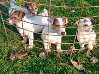 JACK RUSSELL YAVRULAR