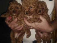 Küçük boy toy poodle değerlendirmeden geçmeyin