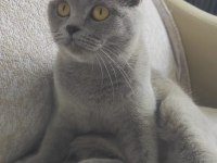 Sahiplendirme british shorthair