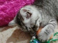 Hoşçakal oscarım bal mı bal kedimiz