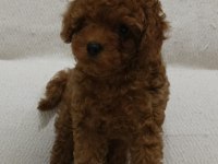 Toy poodle yavru köpeği