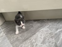 1,5 AYLIK YAVRU KEDİMİZ ACİL YUVA