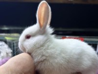 CÜCE NETHERLAND DWARF YAVRU TAVŞANLAR