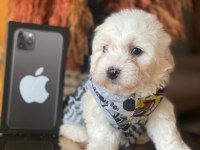 Safkan orijinal Maltipoo yavrularımız