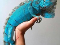 FATURALI VE EVRAKLI IGUANA ÖN REZERVE